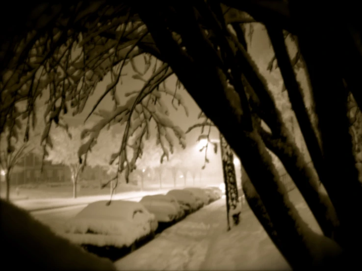 a tree in the dark on a snowy street