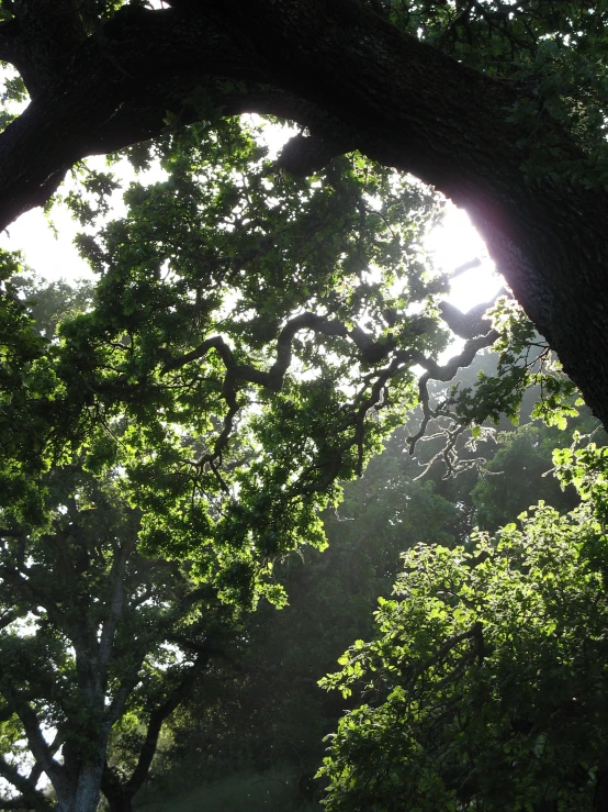 sun shines through the shade on the trees