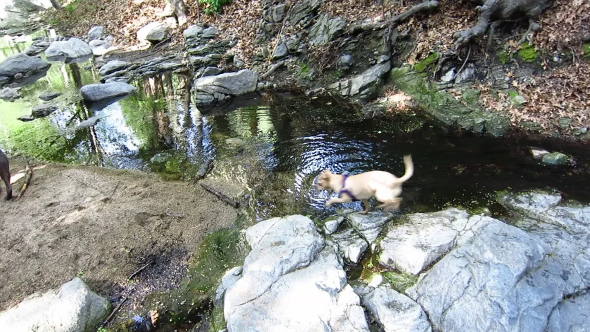 there is a dog that is playing in the pond