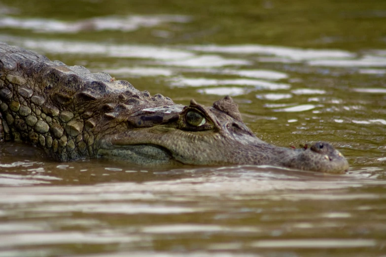 a large alligator is swimming in some shallow water