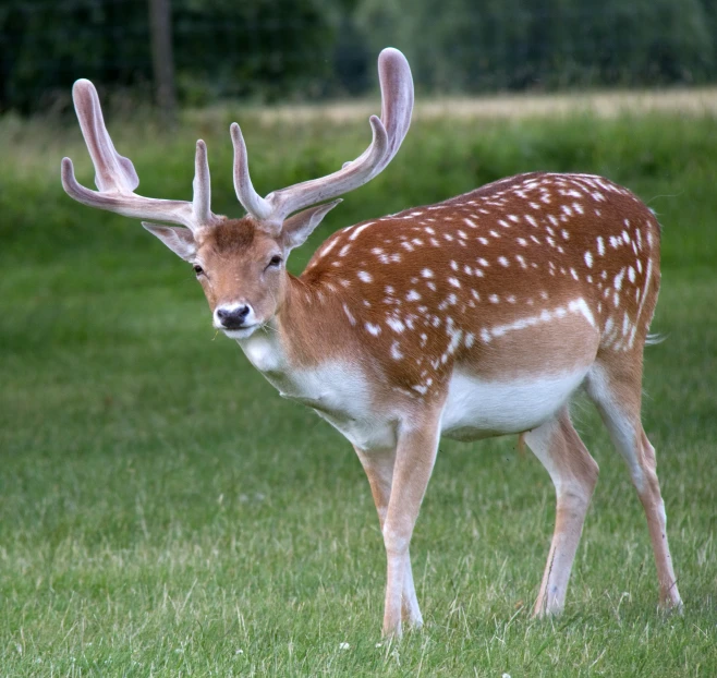 there is an adult deer with big antlers standing on grass