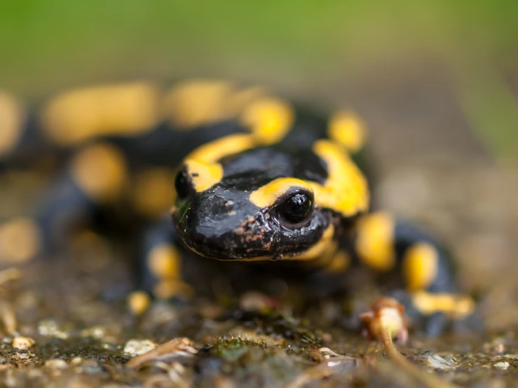 a black and yellow gecko sits in the dirt