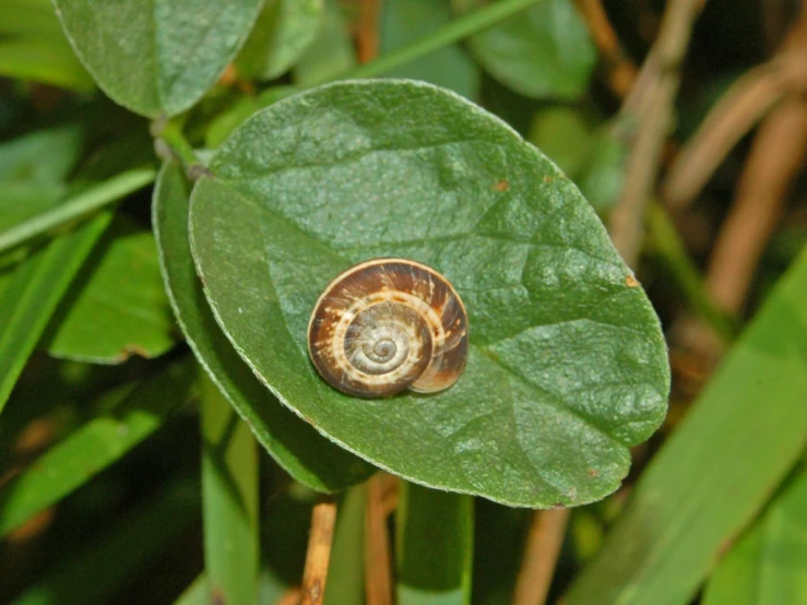 a snail crawls around a leaf in a green area
