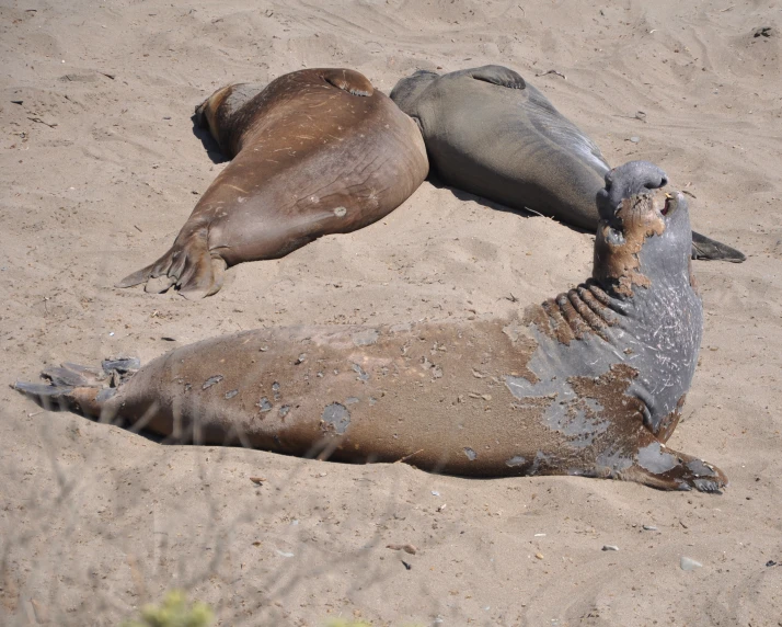 two sea lions sitting in the sand on a beach