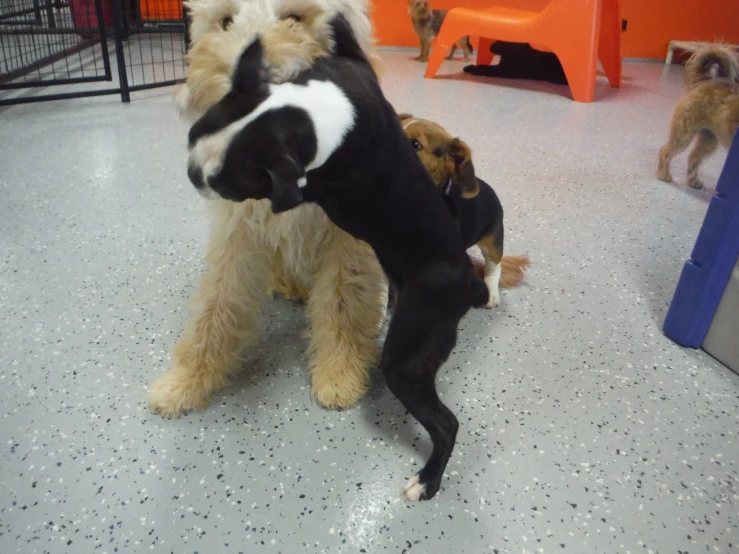 two dogs being playful with a toy