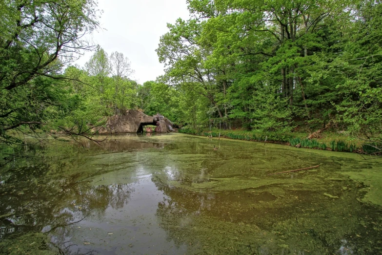 some water is covered by trees with rocks