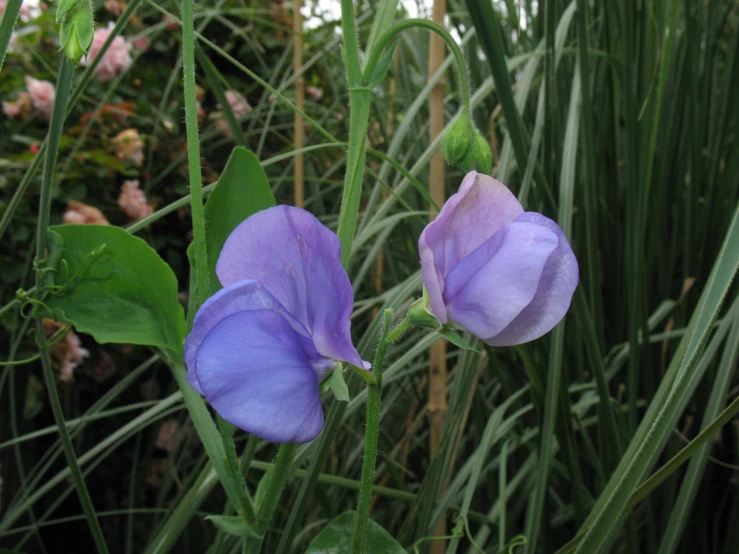 two flowers on a stalk with long green stems