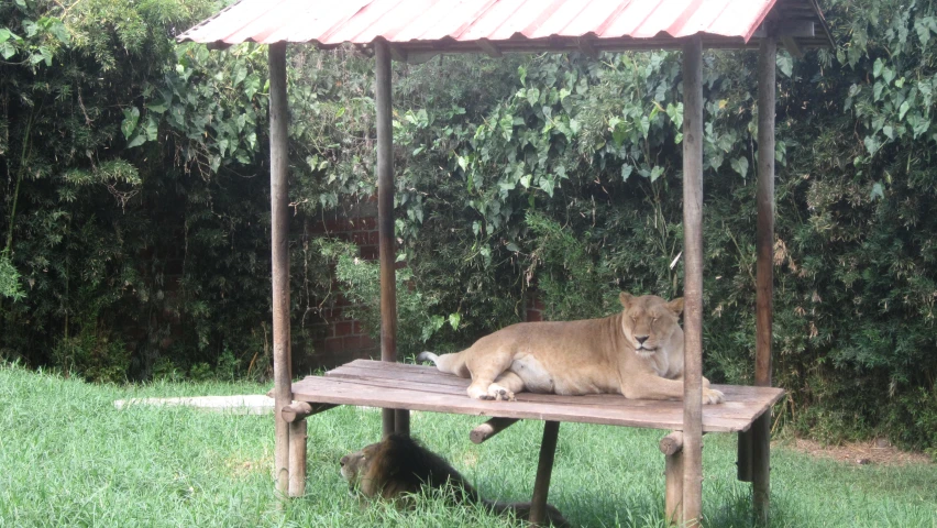 an adult lion sitting on top of a wooden bench