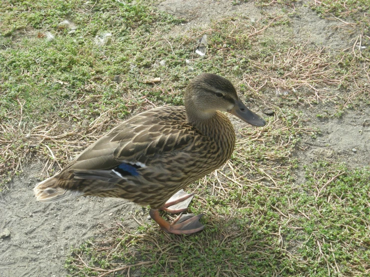 the duck is standing alone on the ground