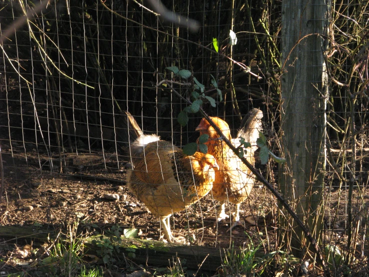 the chicken is walking outside behind a fence