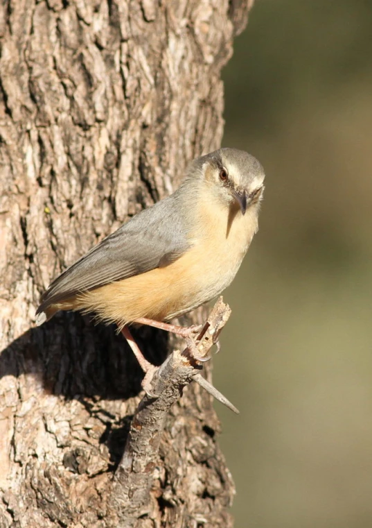 a bird perched on the end of a tree