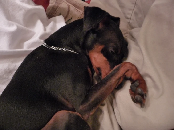 a small dog sleeps on the bed with its tongue out