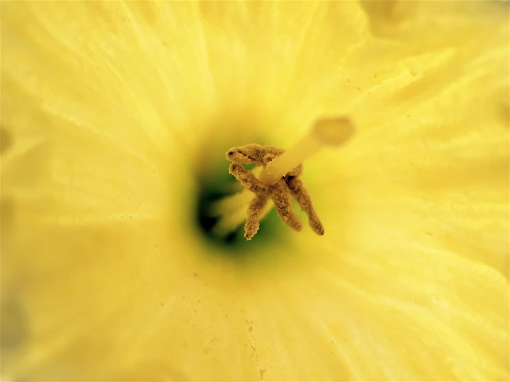 a close up view of a yellow flower with the center showing