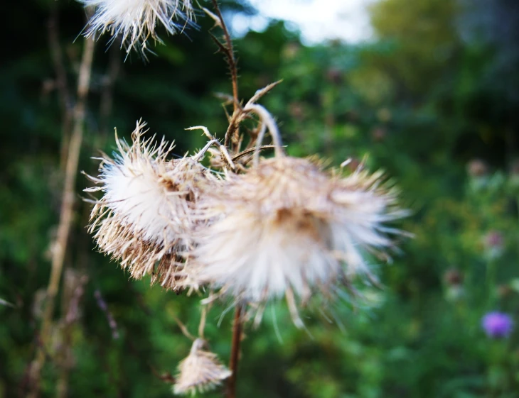 there are very long flowers that have white petals