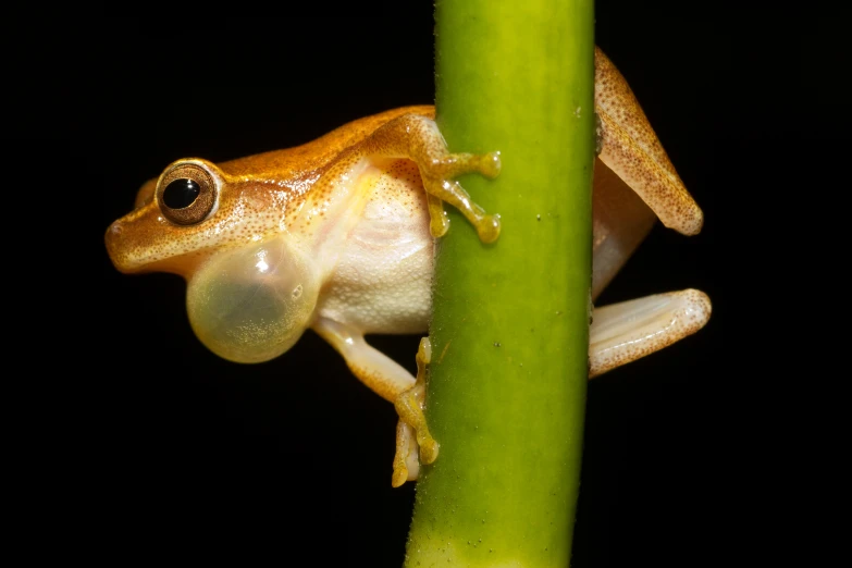 a tree frog is perched on a green pole