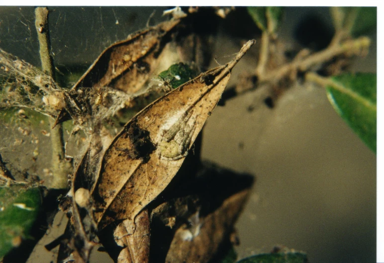 a view of leaves that are covered with water droplets