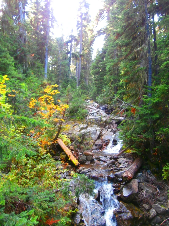 water rushing through the woods into a stream