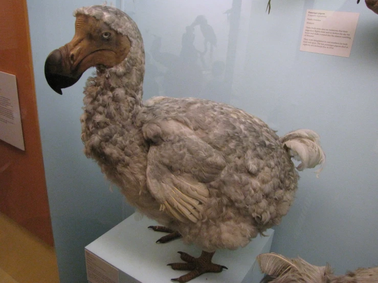 a stuffed bird sitting on a display case