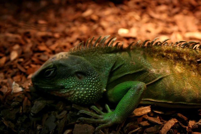 a close up of a lizard laying in the dirt