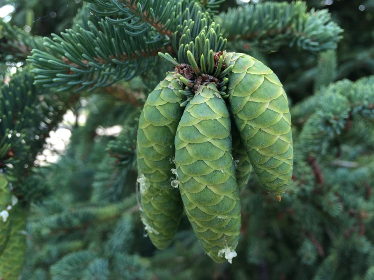 two cones hanging from a tree that is very green