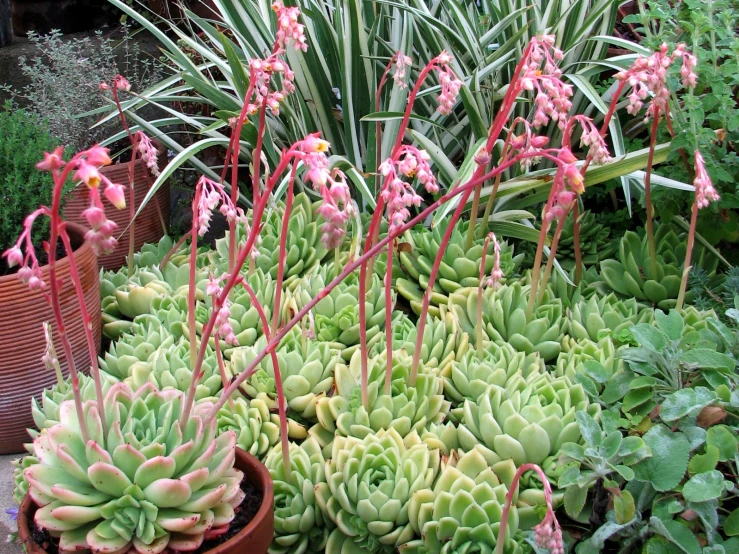 many succulents are displayed near each other in brown pots