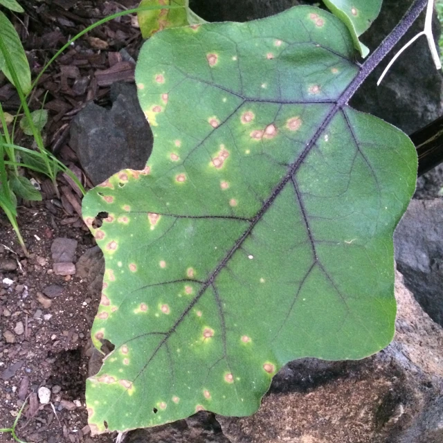 a large green leaf with brown spots on it