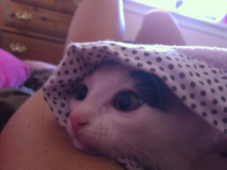 a cat hiding under a polka dot cover