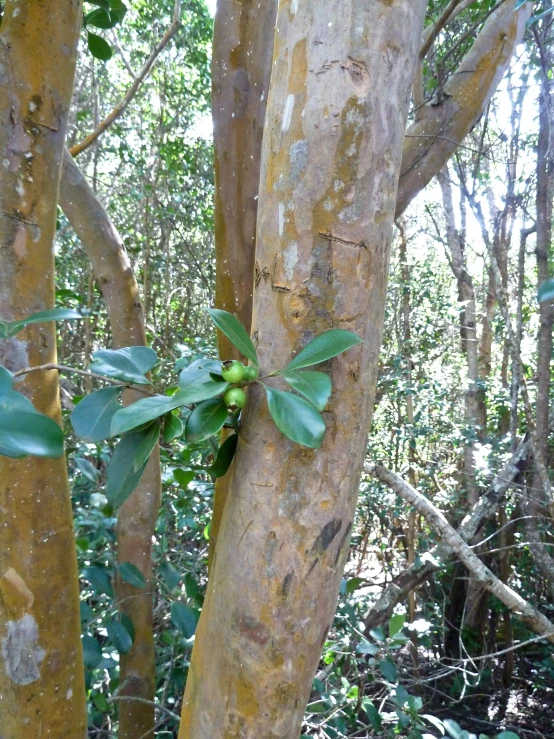 the tree has a bunch of leaf on it