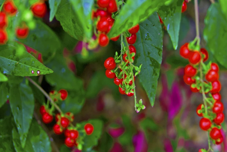 bright red berries hang on the green leaves