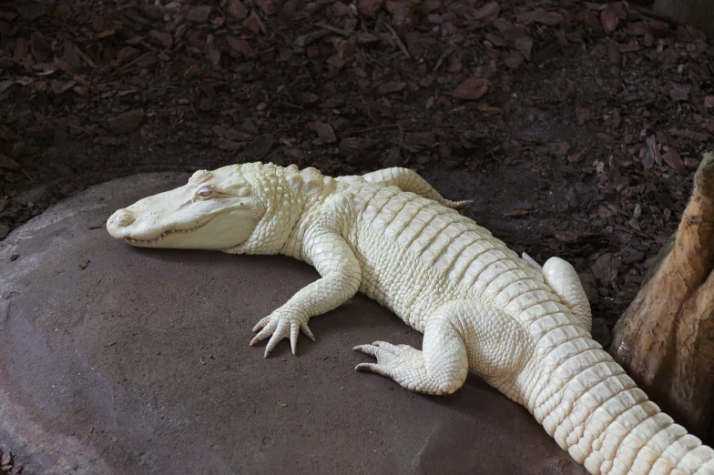 a white alligator laying on top of a stone