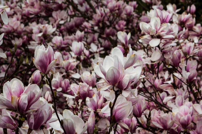 close up picture of a group of purple and white flowers