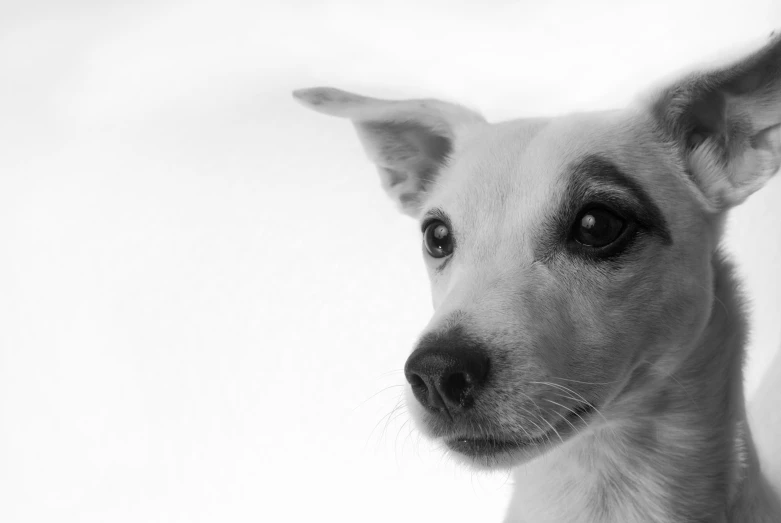 this black and white image of a dog looks straight ahead