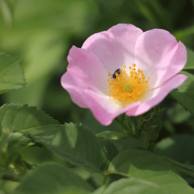 a small bee sits on a pink flower