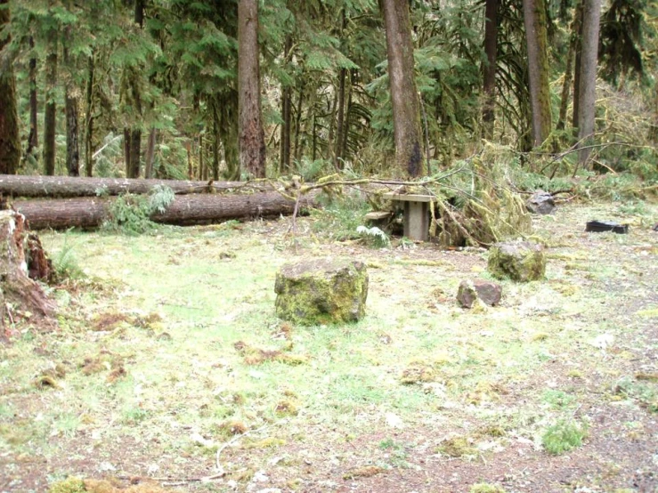 a log with trees in the back ground