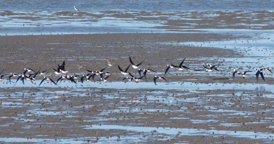 a bunch of birds standing on top of a sandy beach