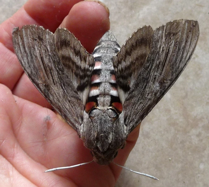 a tiny erfly sitting on top of a persons hand