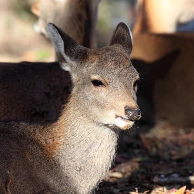 deer with horns looking down standing on leaves