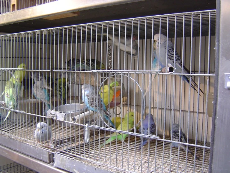 a couple of birds sit in a metal cage