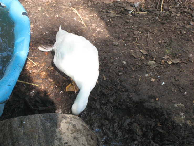 a plastic cat sitting in the mud near a pond