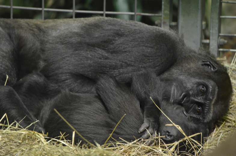 a baby gorilla playing with his mother in a zoo