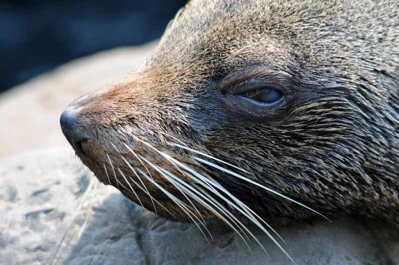 a large seal sits on top of rocks