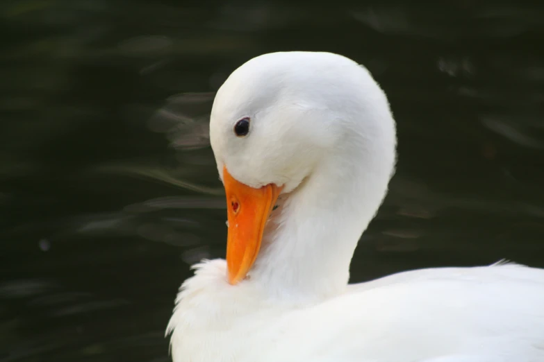 a white goose with an orange beak on the water