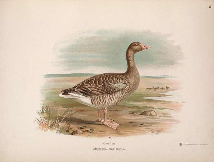 this is a drawing of a bird, probably a duck