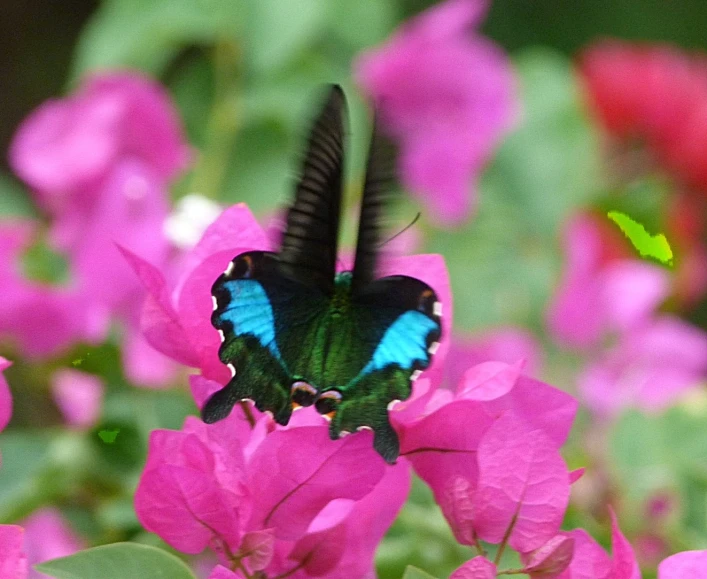 a black erfly with blue wings sitting on pink flowers