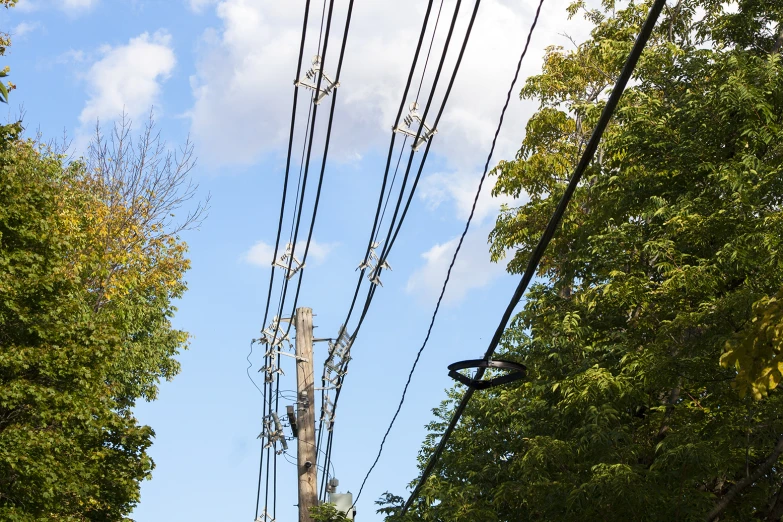 telephone poles and wires against a backdrop of trees