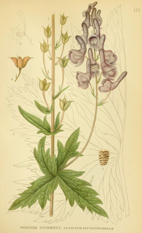 the botanical illustration shows an antenosis, and other flowers