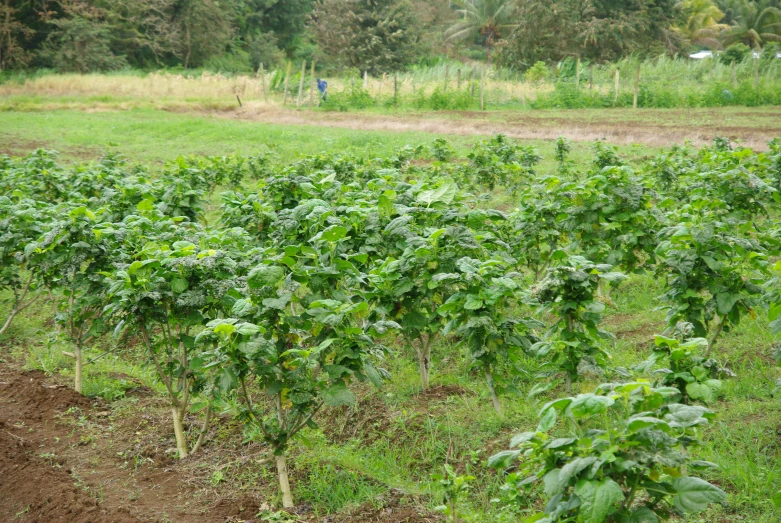 the view of a large field of growing plants