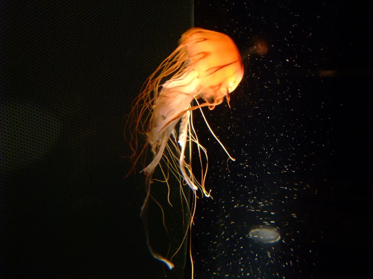 a close up image of an orange object