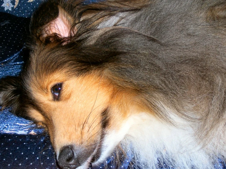 there is a small dog with very long hair laying on the couch