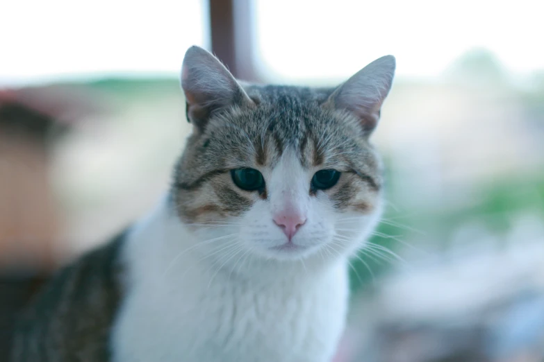 a cat is sitting outside with green eyes